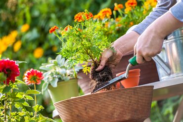 Jardiner en pots et en bacs : transformez votre balcon en oasis verte