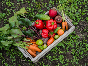 Je moestuinplan maken