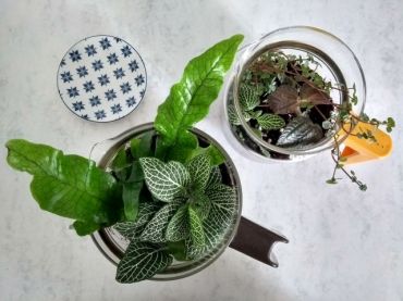 Kamerplanten onder glas: zelf een terrarium maken