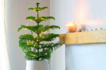 Du vert qui illumine votre Noël : la magie commence ici