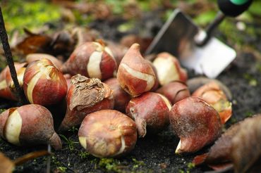 L'arbre de Noël est sorti, les bulbes de printemps sont rentrés !