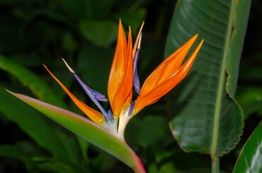 L'oiseau du paradis : conseils pour le faire fleurir