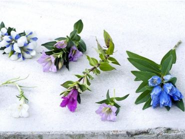 La gentiane et autres plantes de jardin à fleurs bleues