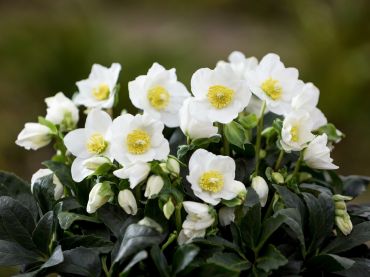 La plus belle fleur d'hiver : Helleborus niger