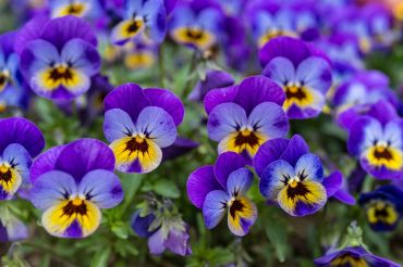 La violette odorante (de mars)