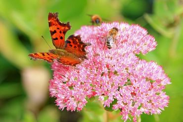 Plantes de jardin avec une symbolique divine