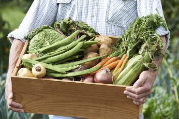 Le potager en janvier