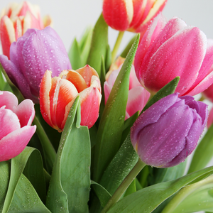 Les tulipes: le remède contre le blues de l'hiver
