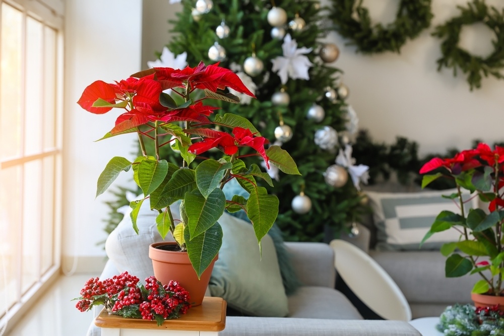Les 5 meilleures plantes de Noël pour l'intérieur - Famiflora