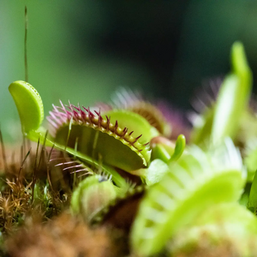 Les plantes carnivores : conseils et entretien