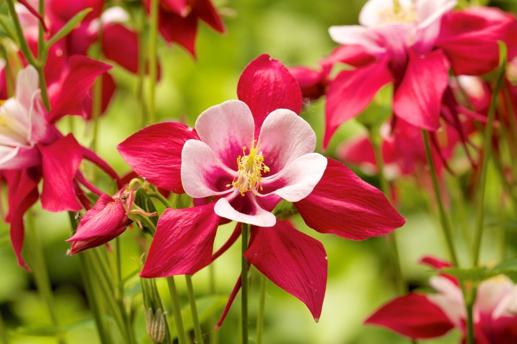Les plus belles fleurs de printemps  Famiflora ouvert 7 7