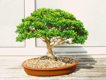 Un bonsai pour votre intérieur