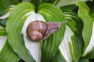 Lutte contre les escargots 2.0