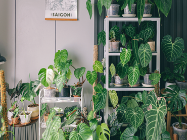Maak een groene muur met kamerplanten