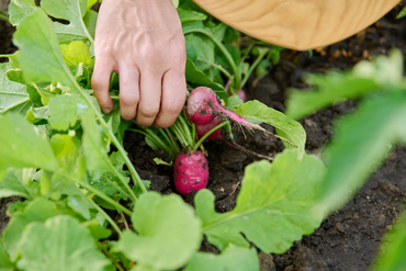Mai = déjà les premières récoltes au potager !