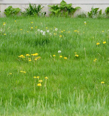 Onkruid verwijderen: tips voor een lenteproof tuin