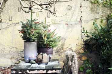 Plante de jardin du mois de décembre : Épicéa