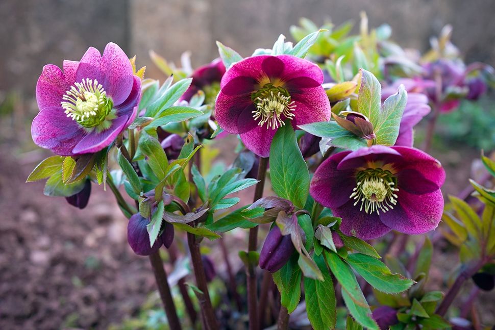 Plante de jardin du mois de janvier : la rose de Noël - Famiflora