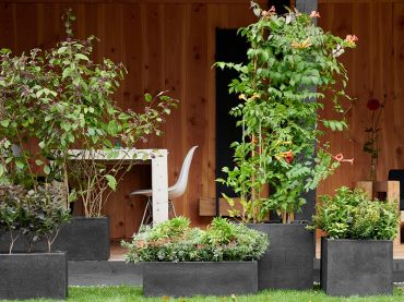 Plante de jardin du mois, septembre : Été indien