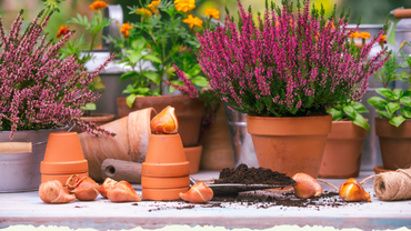 Planter des bulbes à fleurs : voici comment s'y prendre