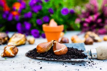 Planter des bulbes en septembre : la floraison de printemps commence maintenant !