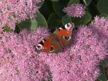 Plantes à floraison automnale