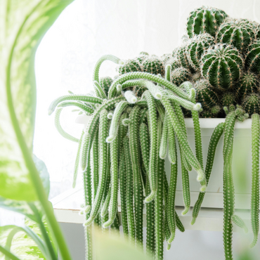 Plantes d'intérieur pour débutants : voici comment avoir la main verte