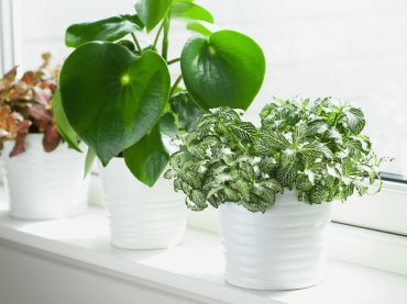 Plantes d'intérieur pour un rebord de fenêtre ensoleillé