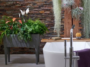 Plantes de salle de bains : plantes d’intérieur pour le mois de mai