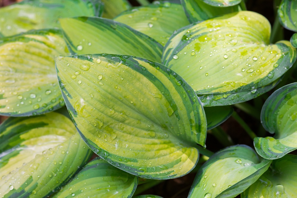 beaucarnea plant care Beaucarnea recurvata