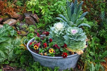 Pots remplis de fleurs d'automne et de plantes persistantes.