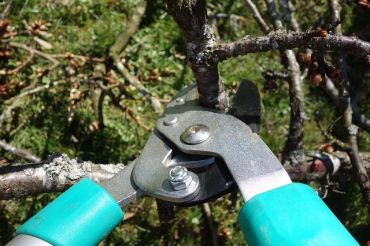 Prélever des boutures de plantes en bac ou en pot