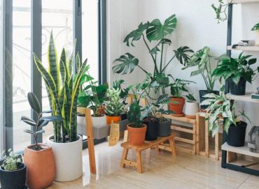 Prenez soin de vos plantes d'intérieur en hiver !