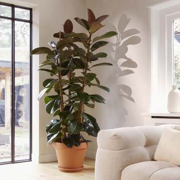 Quelles plantes d’intérieur favorisent un début d’année en pleine forme ?