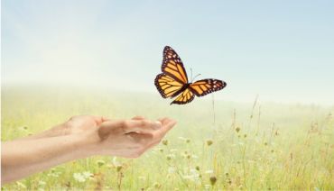 Recensement des papillons et conseils pour leur faciliter la vie