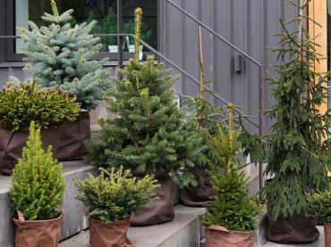 Sapins de Noël : plantes de jardin du mois de décembre 2019