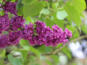 Sterk geurende planten, welke kies jij voor jouw tuin?