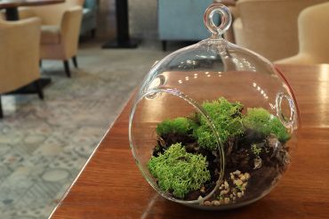 Tendance : terrarium, du vert dans le verre