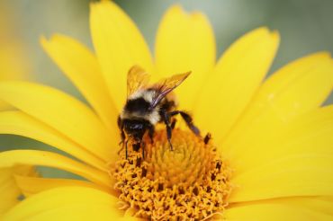 Top 10 des plantes appréciées des abeilles