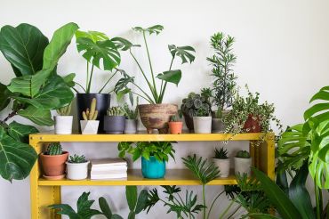 Top 7 des plantes d'intérieur pour 2020