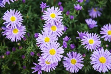 Tout sur les asters