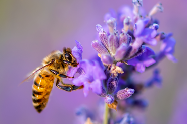 Transformez votre jardin en buffet pour abeilles