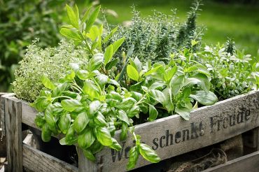 Travailler au potager en mai et juin