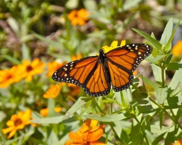 Un jardin en biodiversité en 5 étapes