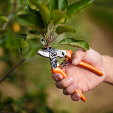 Un jardin paré pour le printemps : la taille en mars