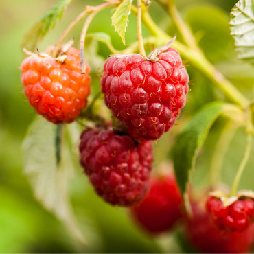 Vive la Tournée vitaminée !