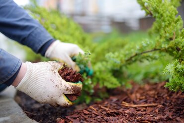 Voorbereiding op nachtvorst: bescherm je kwetsbare planten