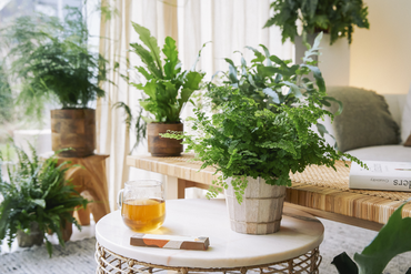 Quelles plantes d’intérieur favorisent un début d’année en pleine forme ?