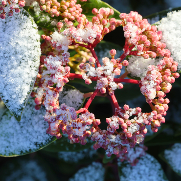 Wintergroene eyecatchers: groen genieten, ook in de winter