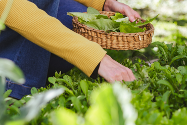 Prolongez la saison au potager jusqu’à la fin de l’automne